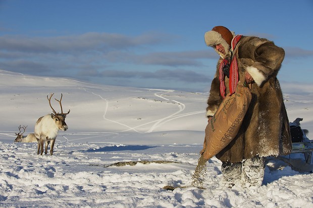 Saami reindeer herders must now provide supplementary feeding due to a loss of vegetation  Getty Images