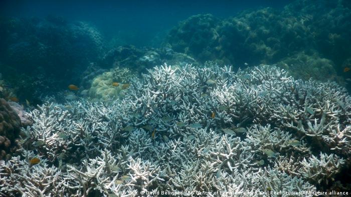 Bleached corals on the Great Barrier Reef, Australia