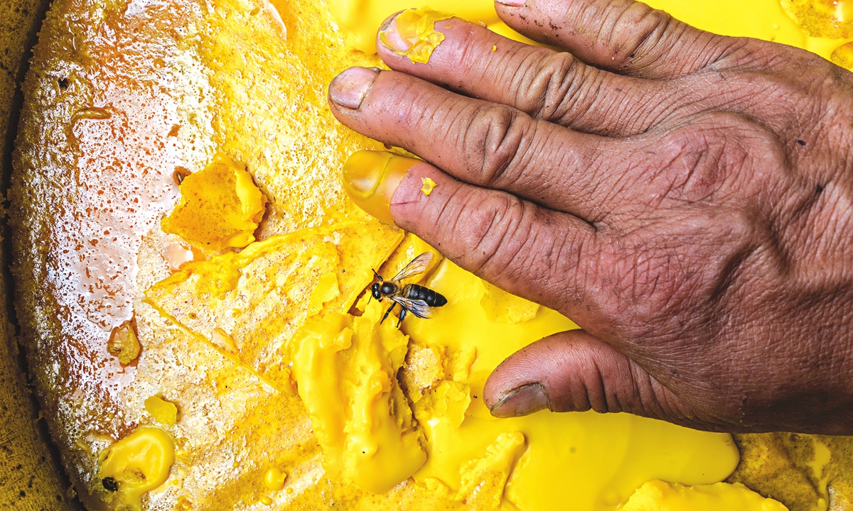 The honey is made and defended by Himalayan giant honeybees, the largest honeybee in the world.Photo: VCG