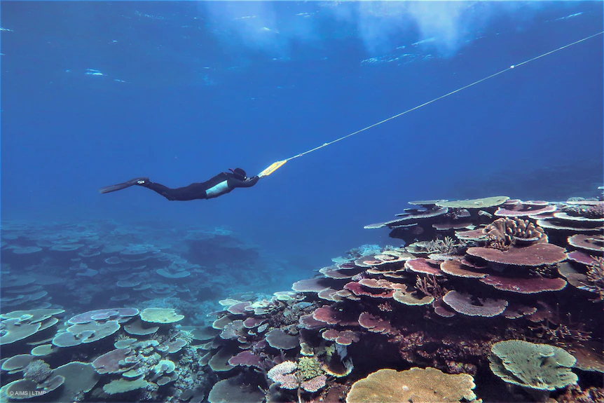 Person snorkeling looks down towards corals while holding onto a line from a boat. 