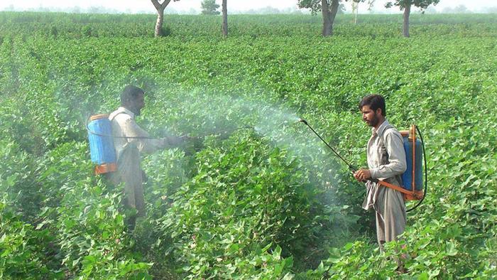 A man sprays pesticides, wearing no protective clothing