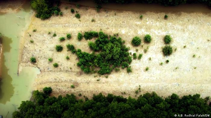 Aerial view of remaining trees on the coast in Indonesia