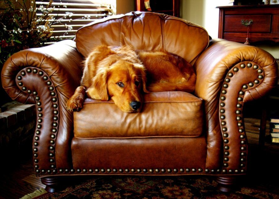 A golden retriever sitting on a brown leather armchair