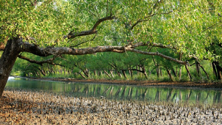 A file photo of Sundarbans. photo: Collected