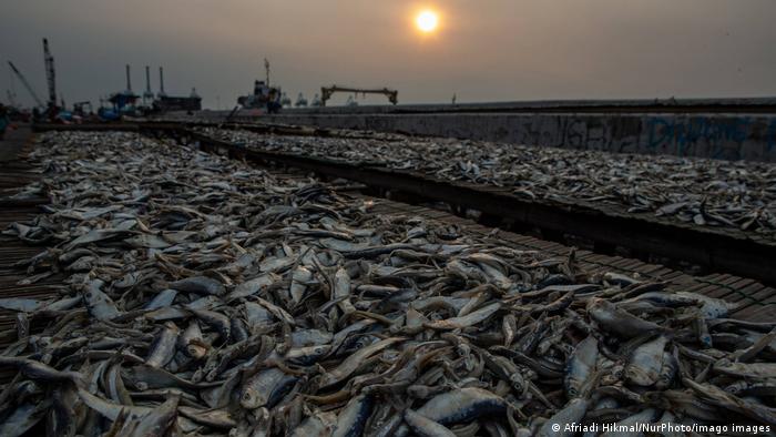 Fish are laid out to dry in the sun