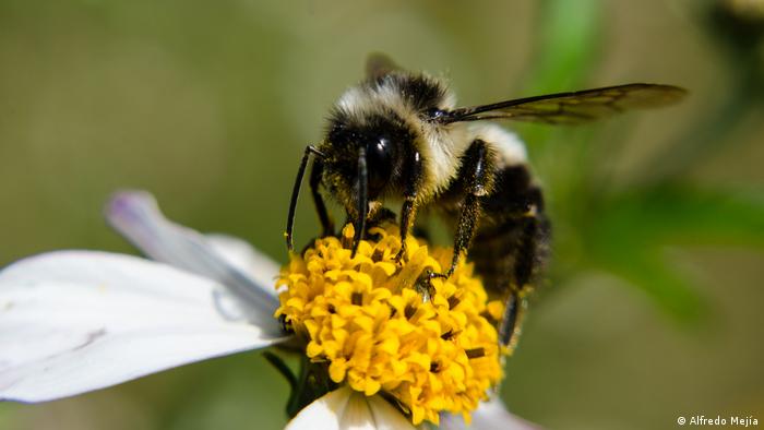 A bee on a flower head, pollen on its legs