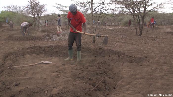 People create earth bunds between withered trees in the Arusha region of Tanzania