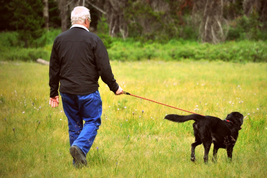 Dog doo and pee can affect plant life in natural areas, a study found.