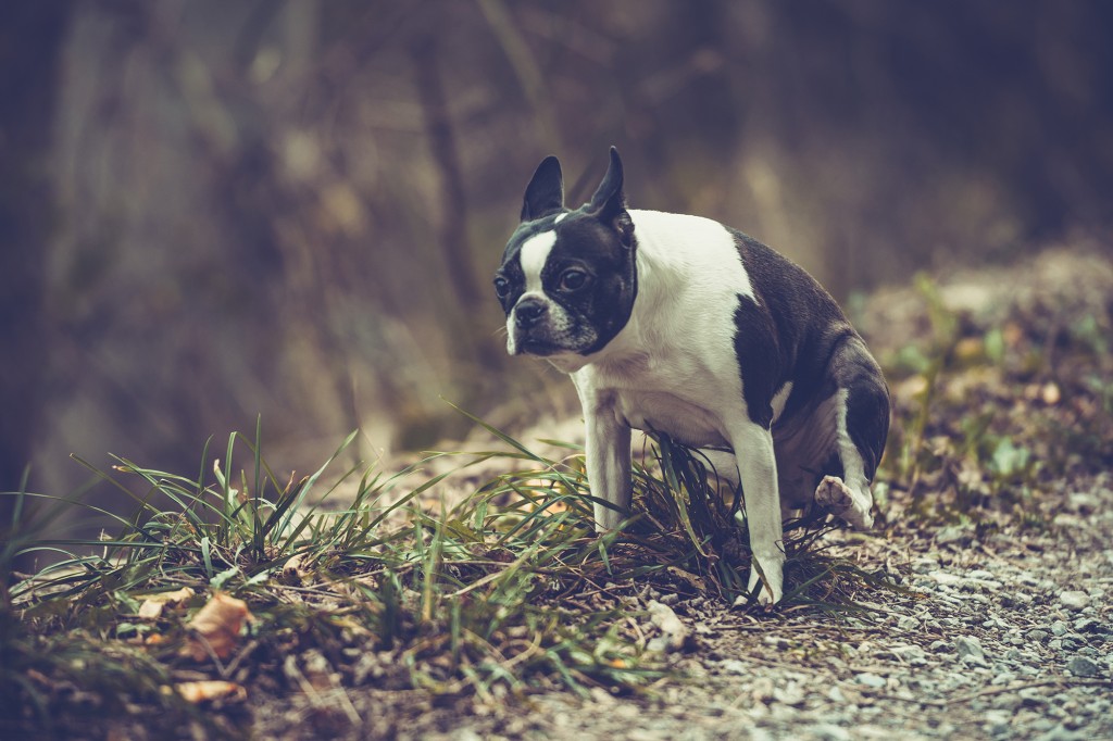 High concentrations of phosphorus and nitrogen are found in dog waste, according to the study.