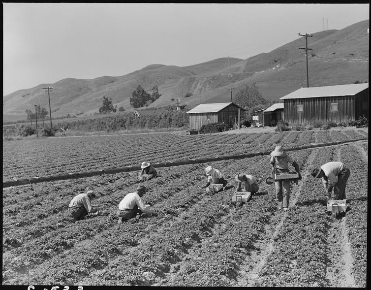 A black-and-white photo depicts seven people squatting in a strawberry field holding harvesting boxes, with mountains and farm buildings visible behind them.
