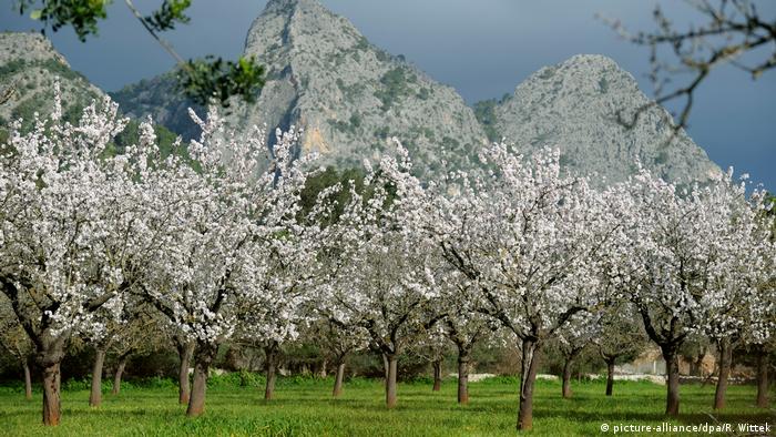 Flowering almond trees, Mallorca, Spain (picture-alliance/dpa/R. Wittek)