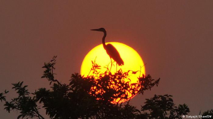 A large bird in a tree, the sun behind it