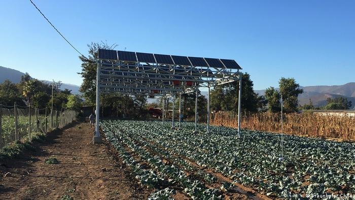 Agri-PV solar panels in Chile with vegetables growing beneath