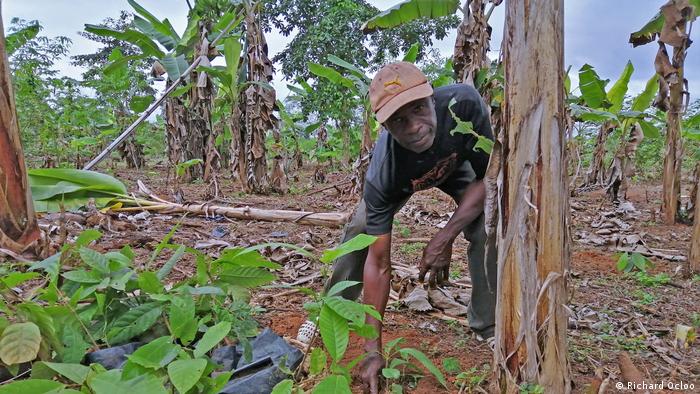 Smallholder Orlando Osmanu on his sustainable cocoa plantation, Bia District in western Ghana