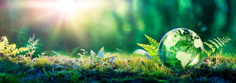 Environment Concept - Globe Glass In Green Forest With Sunlight