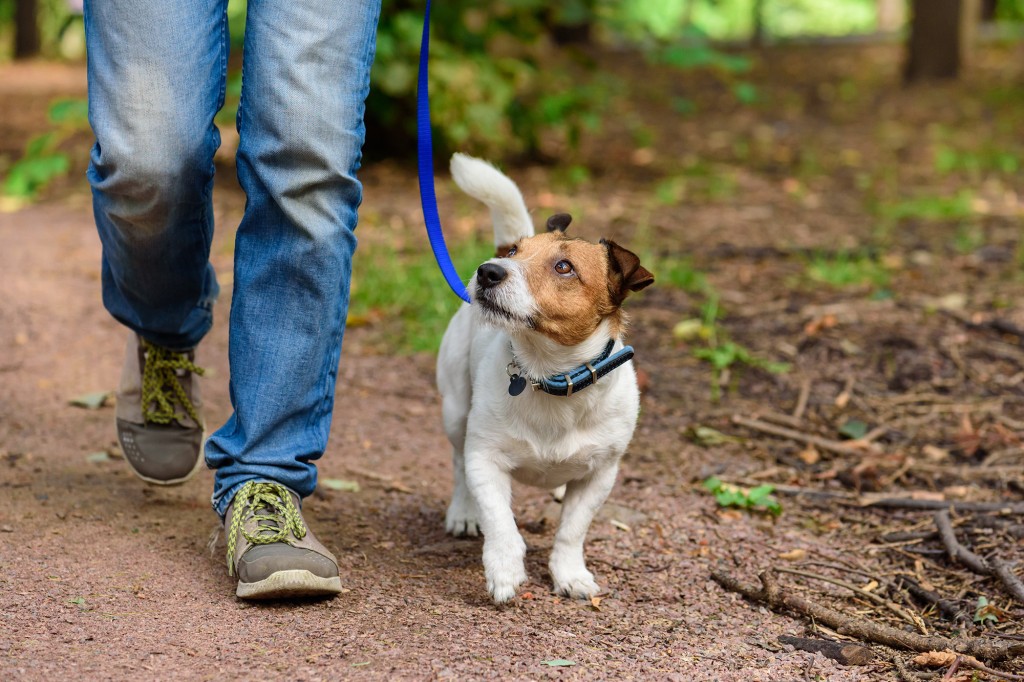 Dogs doing their business can be ruff on the environment, a new study found.