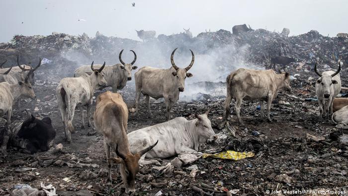 Cattle eat and rest inside the Mbeubeuss rubbish dump in Dakar.