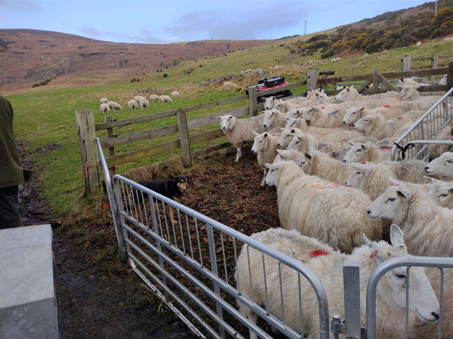 Lambing is due to start at Clynelish Farm in the last week of April.