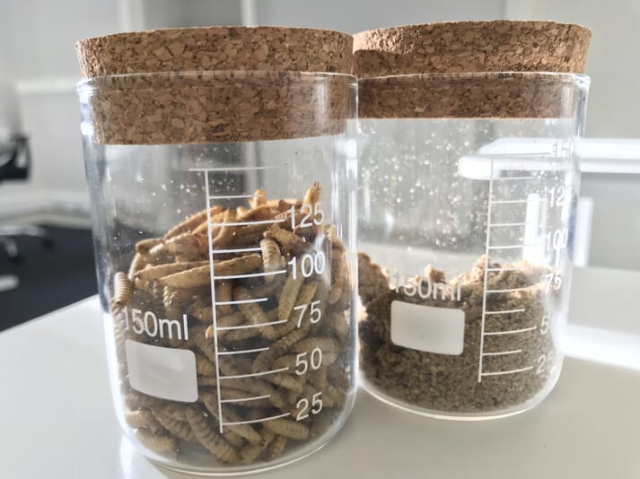 mealworms and insect meal in two glass jars