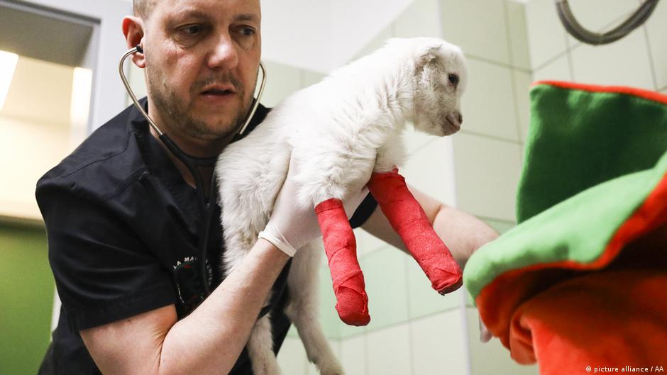 Radoslaw Fedaczynski, a vet and the owner of 'Ada' pet clinic, is performing a medical examination of a lamb