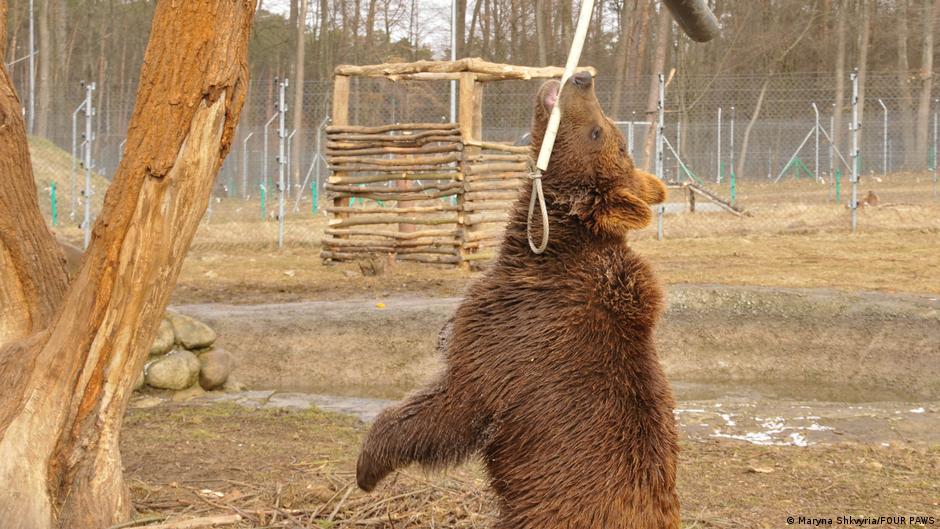 A brown bear pulls on a stick, playing near a tree in an outdoor shelter