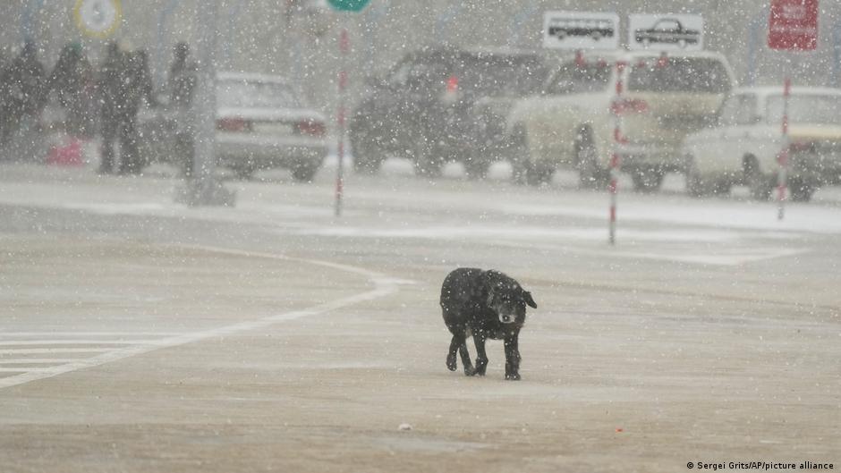 A dog walks at the border crossing in Palanca, Moldova