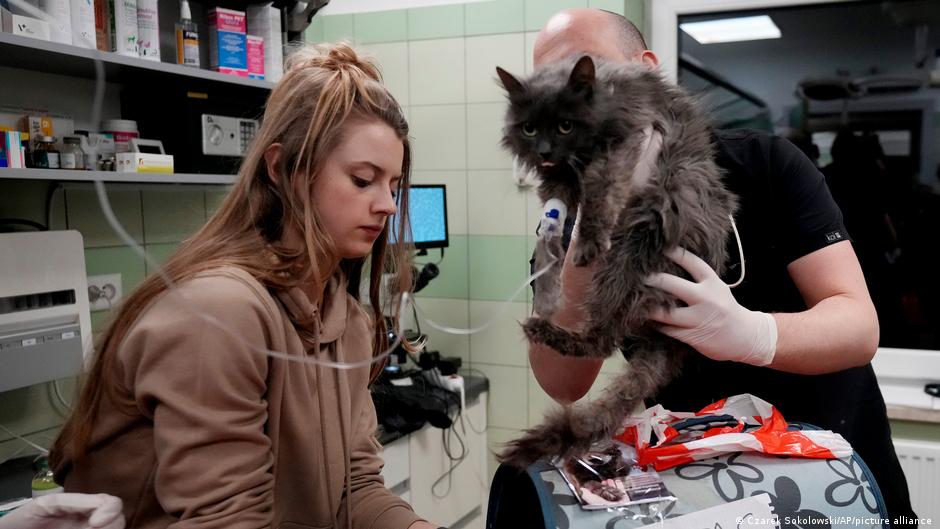 A veterinarian and a volunteer examine a cat at a shelter in Przemysl, Poland