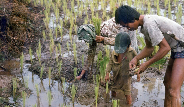 A Kantu family in Kalimantan transplanting rice seedlings into a swamp swidden