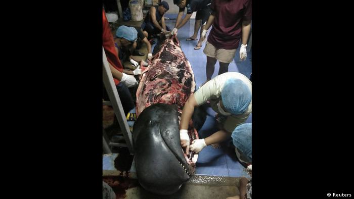 Thailand: dead whale being dissected