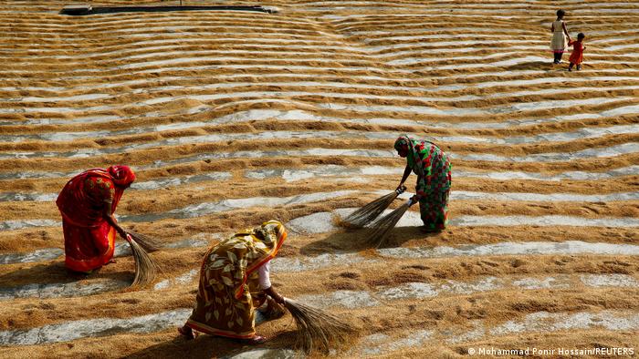 Women working in a rice fiel