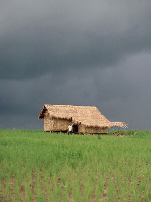A Banjarese rice field in the South Kalimantan Province of Indonesia, with a field house in the background.