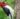 Red-headed Woodpeckers© Eva Huntley (CNW Group/Ontario Nature)