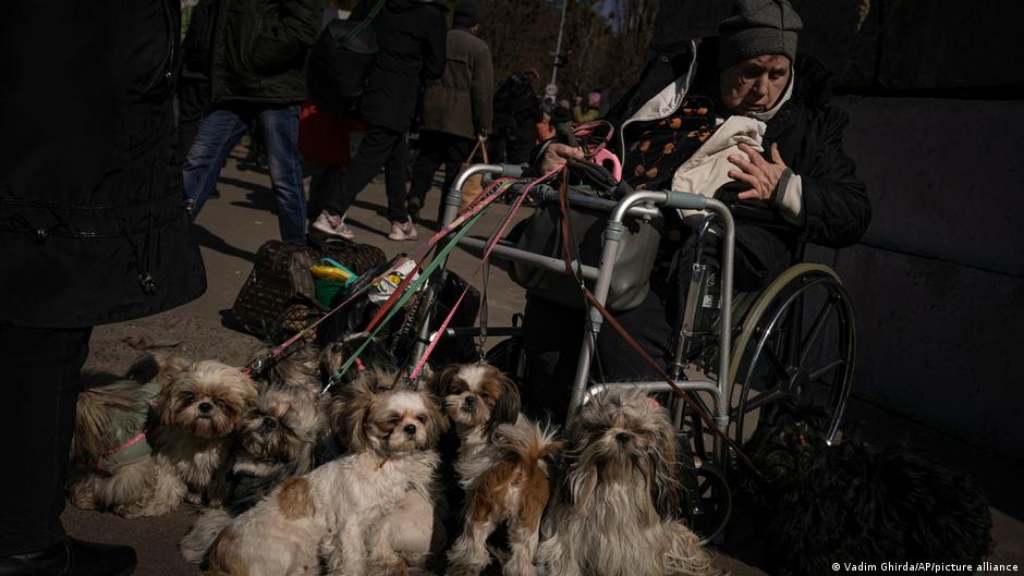 Antonina, 84 years-old, sits in a wheelchair after being evacuated along with her 12 dogs from Irpin