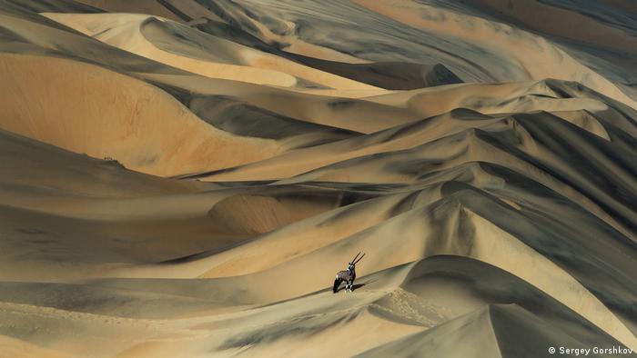 An antelope stands in the middle of sand dunes