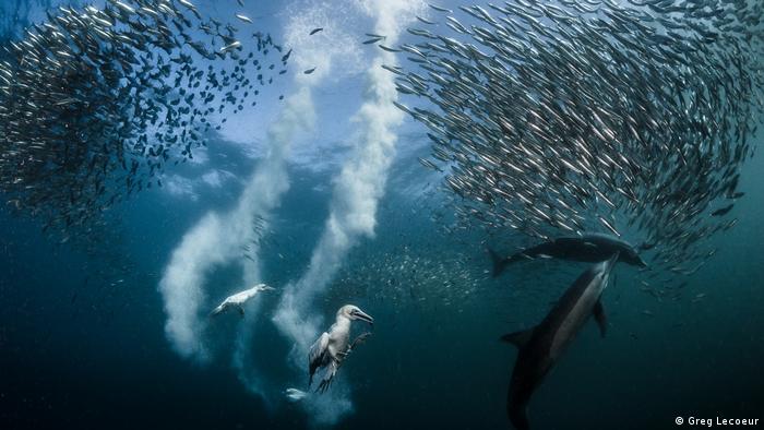 seabirds and sharks swim after small fish