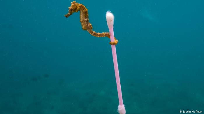 a seahorse clings to a cotton earbud in the sea