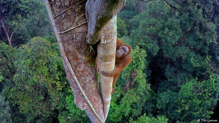 An orangutan climbing a tall tree
