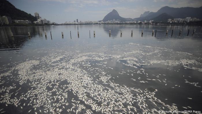 Thousands of dead fish float on the water
