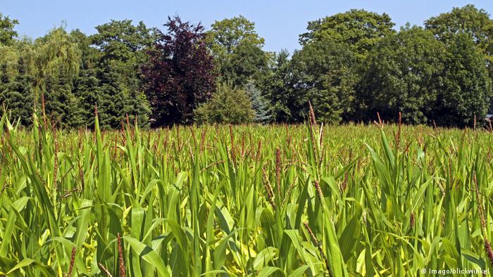A corn field in summer