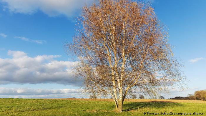 A birch tree in a field