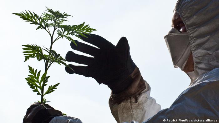 A person wearing protective gear touches an ambrosia plant