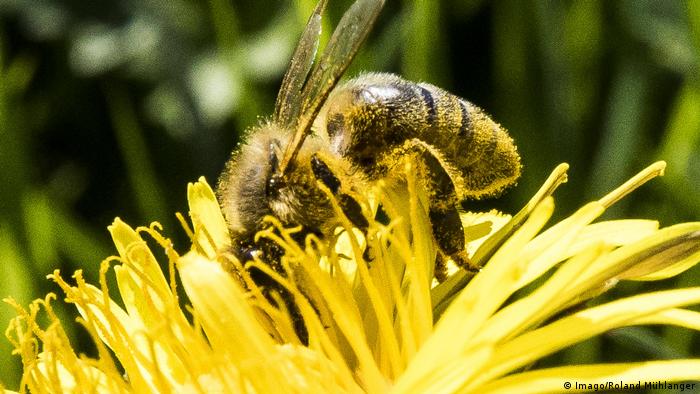A honey bee on a flower