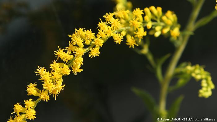 The yellow flowers of a ragweed plant