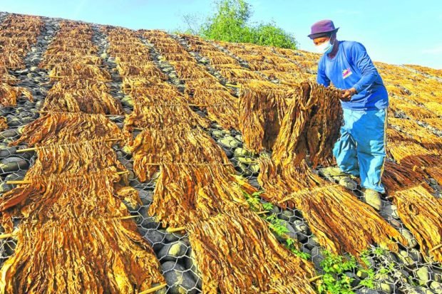 CASH CROP A farmer dries tobacco leaves on the slope of a dike road at Barangay Gualsic in Alcala, Pangasinan, in this photo taken in March. Tobacco farming is one of the major cash crops in the Ilocos region. WILLIE LOMIBAO