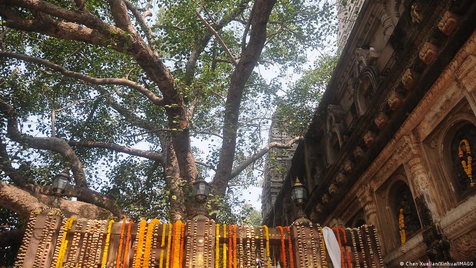 A sacred Bodhi tree next to the Mahabodhi Temple in Bodh Gaya in India