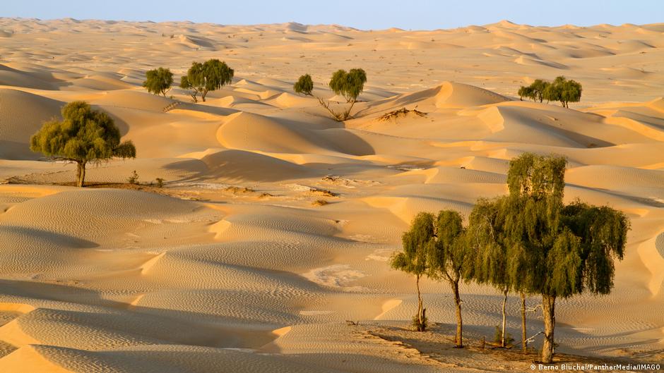 Ghaf trees scattered around a desert