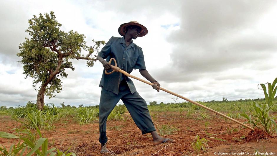 A farmer works on a field close to Niamey, with a tree in the background