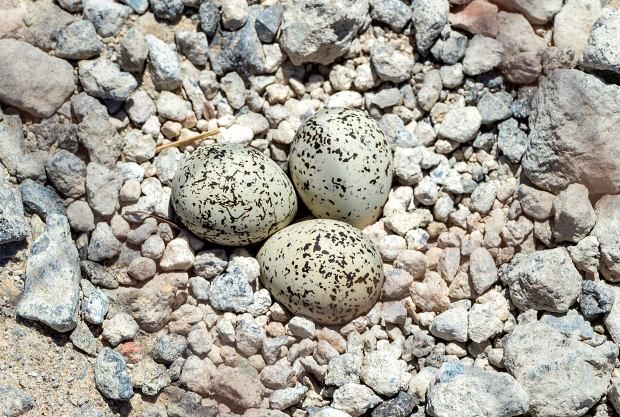 Eggs in a Snowy Plovers nest on the ground in...