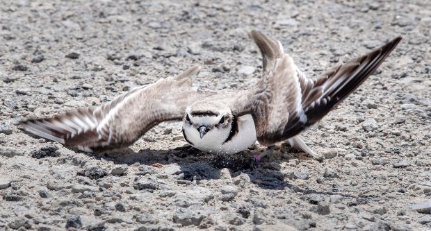 A Snowy Plover, one of the 19 endangered and threatened...