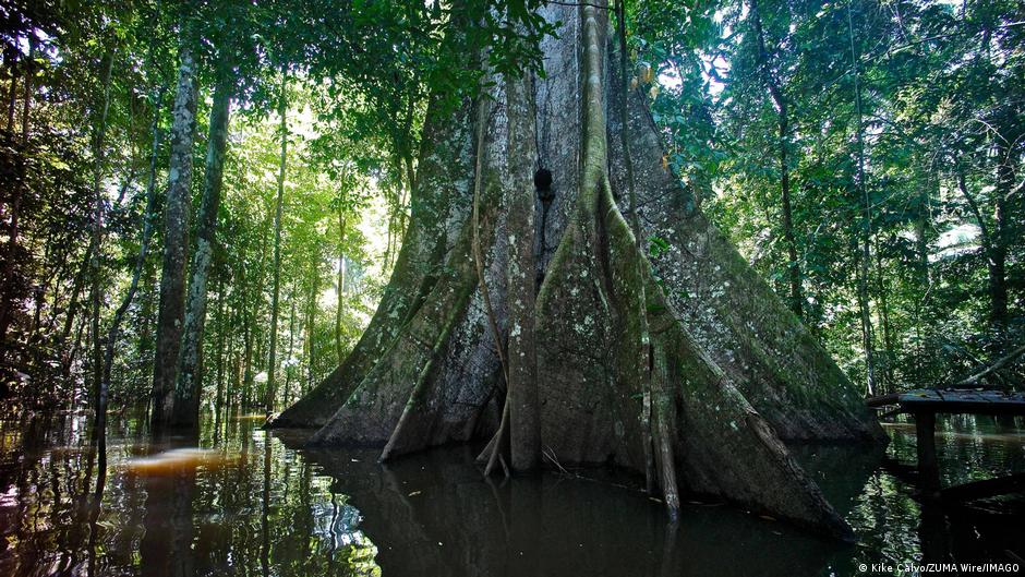 The base of a massive Samauma tree in a flooded area in the Peruvian Amazon